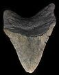 Megalodon Tooth - North Carolina #59063-1